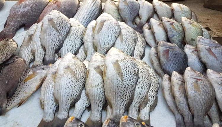 السمك يغيب عن وجبات الأهالي في عدن
